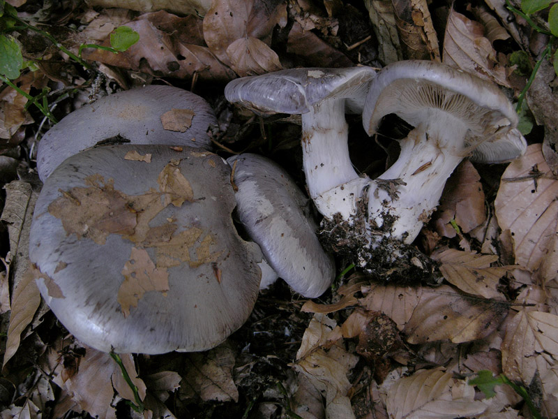 Cortinarius cumatilis.